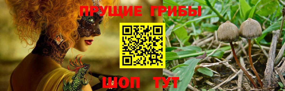 Галлюциногенные грибы Psilocybe Заречный